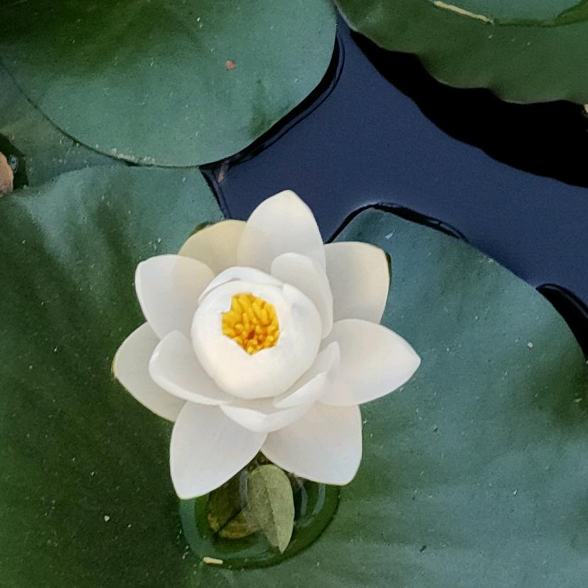 红茶绿