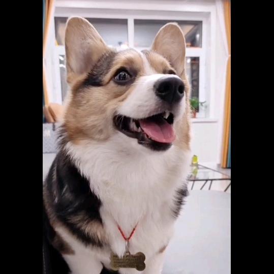 小猪的小柯儿