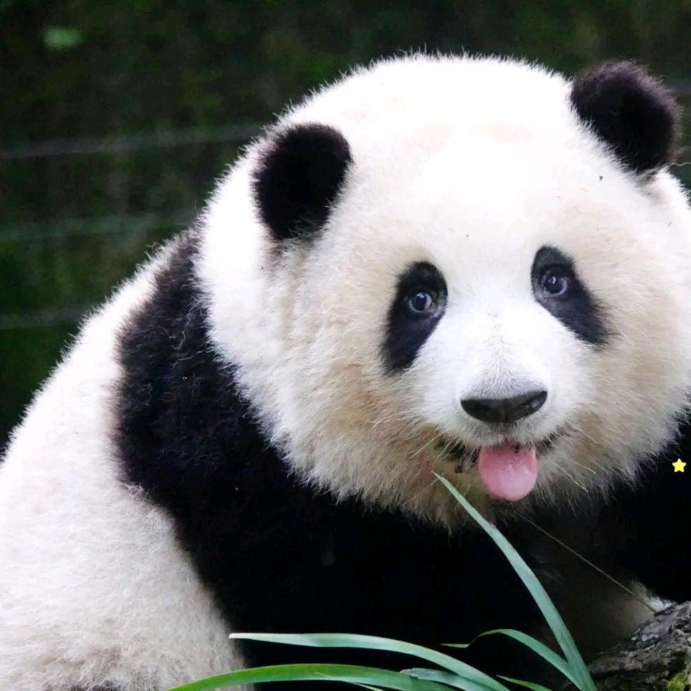 世界熊猫