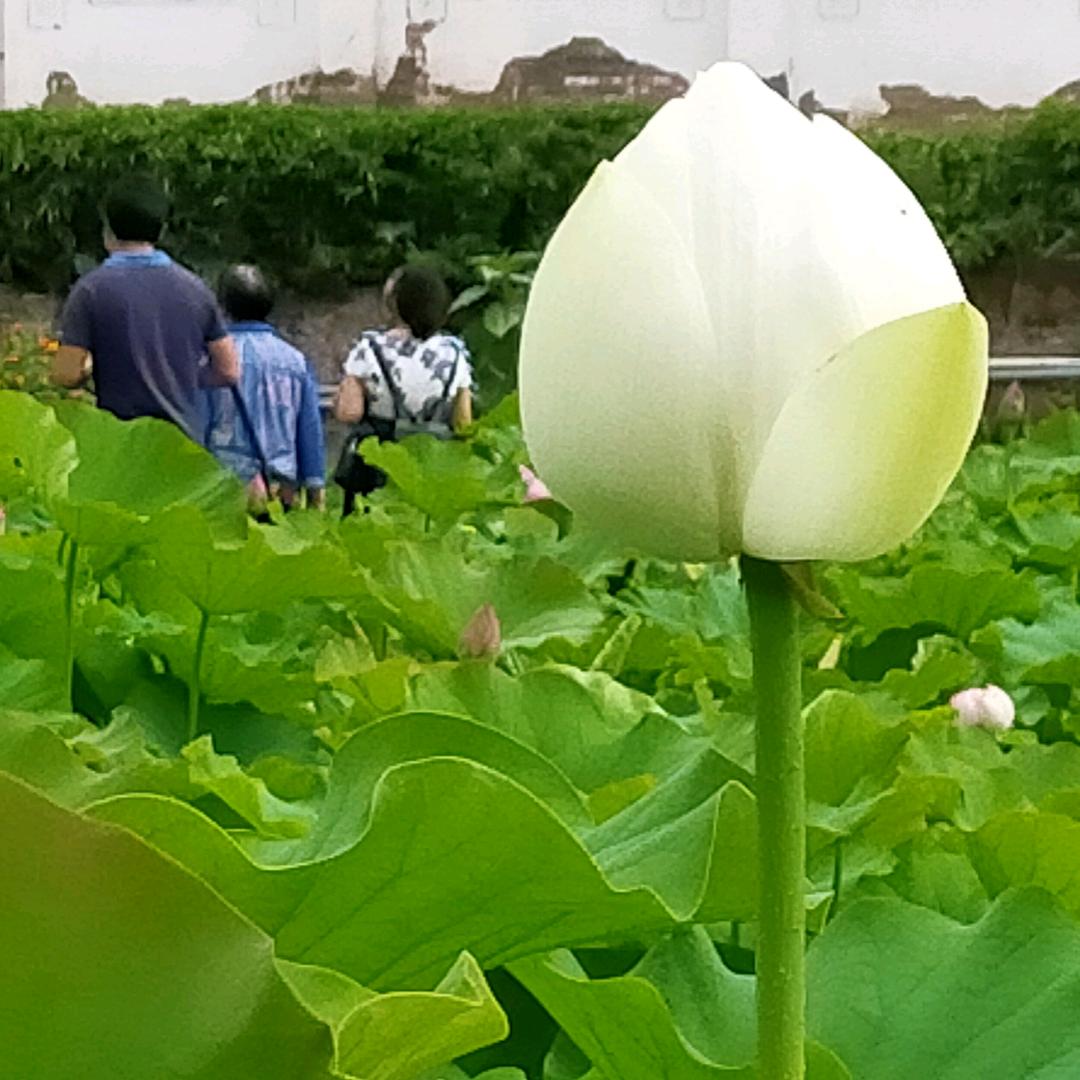 老赵