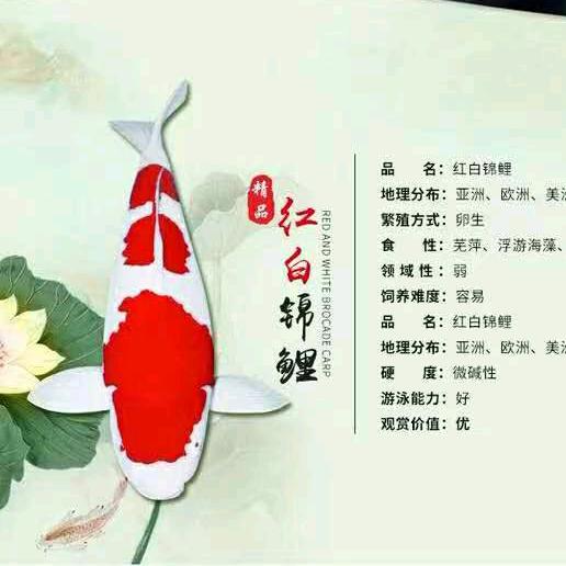 华盈超锦鲤观赏鱼（私信选鱼）