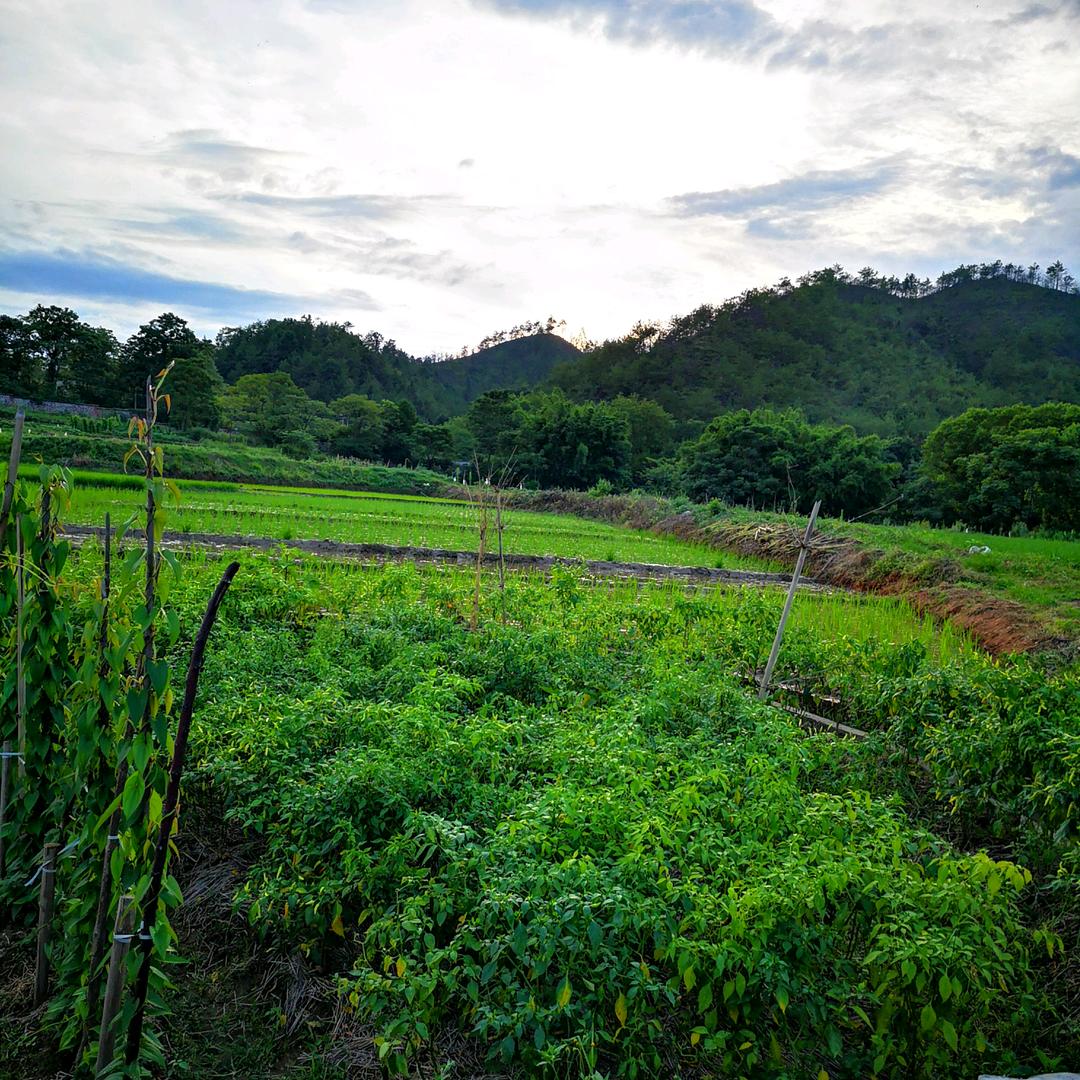 山清水秀（赣南脐橙）