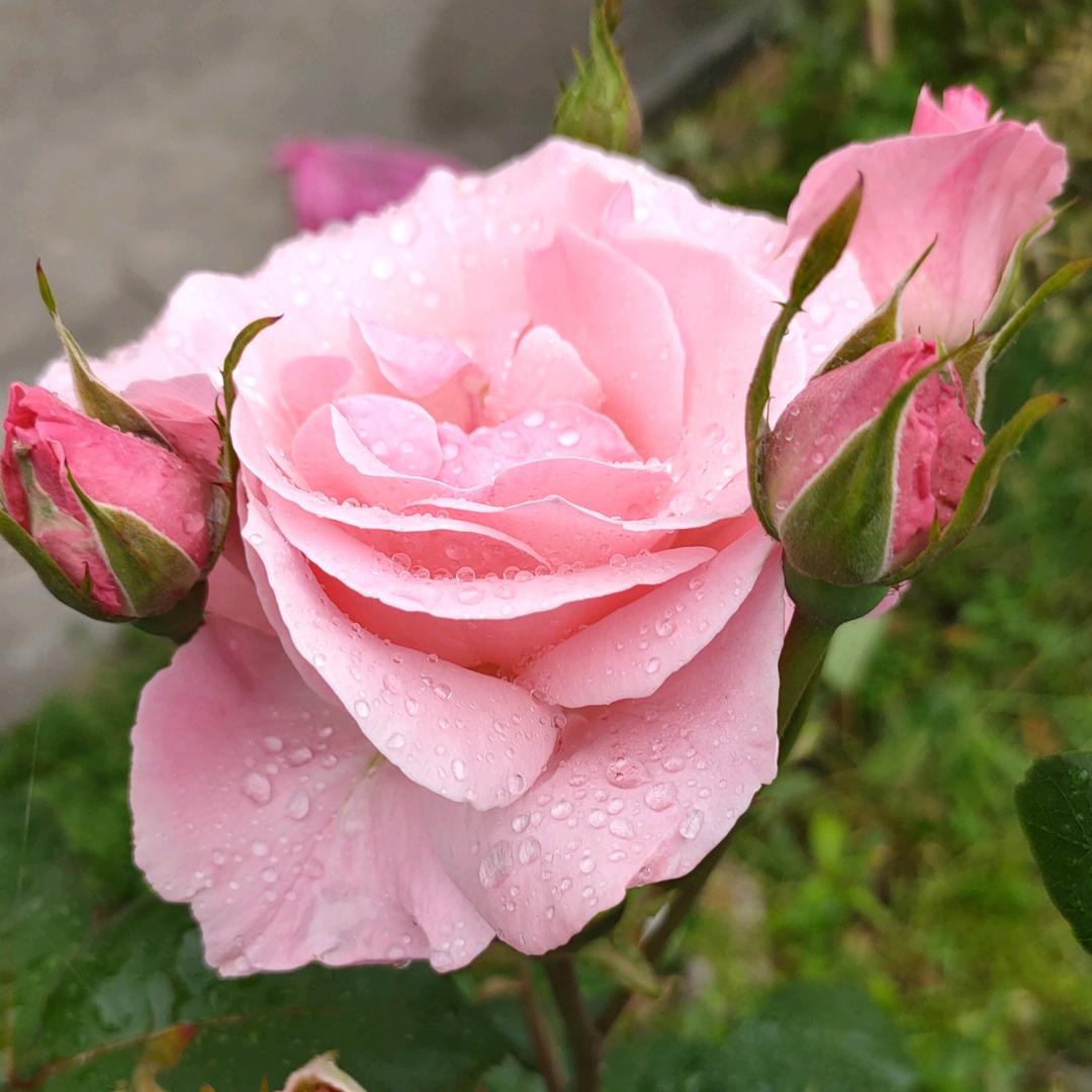 一路芬芳