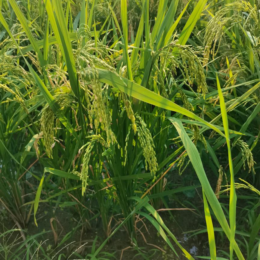 雨后彩虹