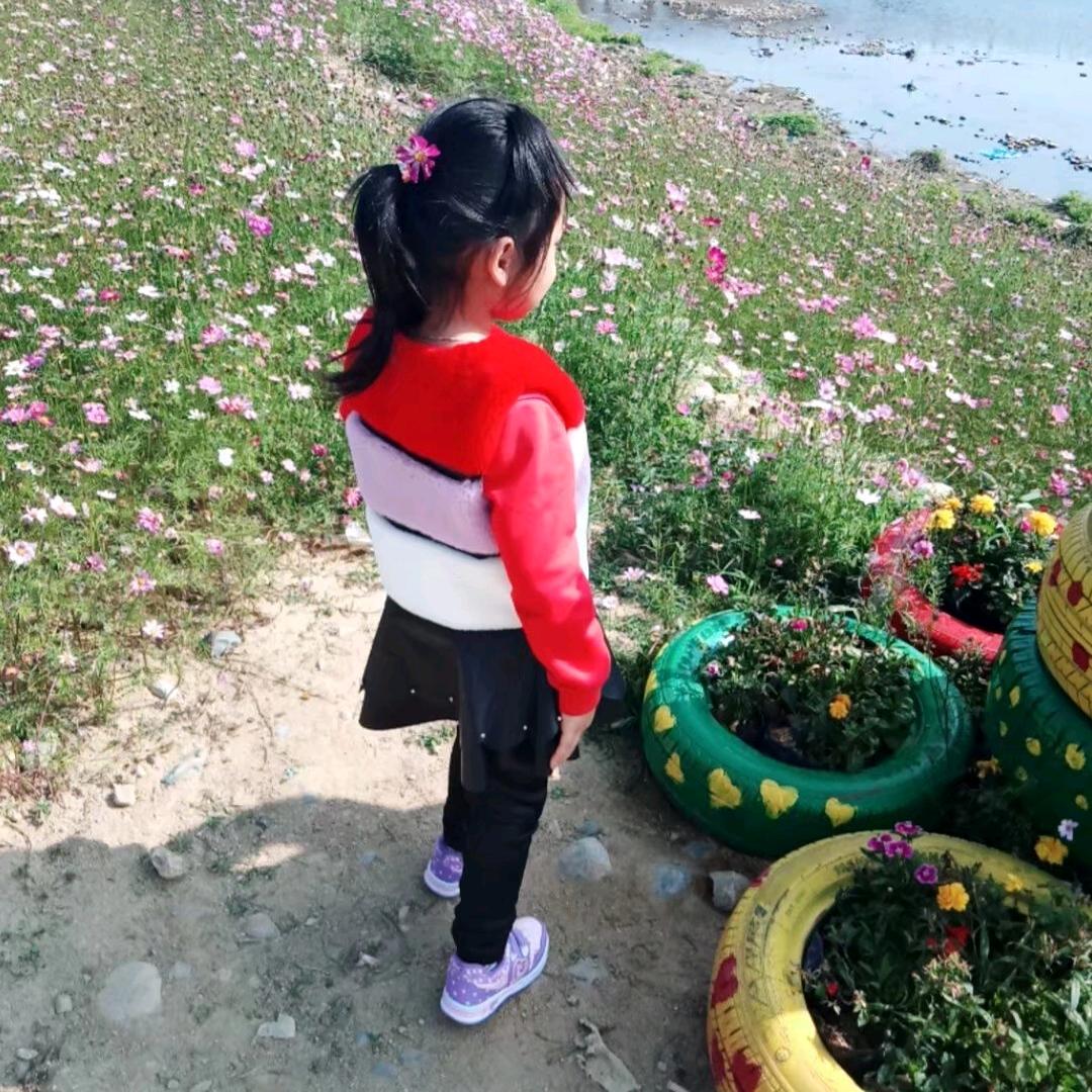 樱花草