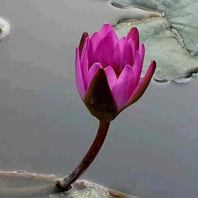 紫色风铃8398986192105