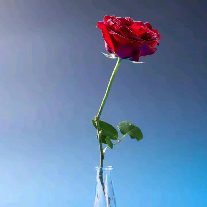 奔富向钱🌹🌹🌹🌹🌹🌹🌹