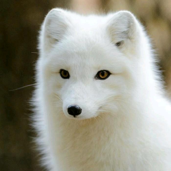 青春靓丽一颗草