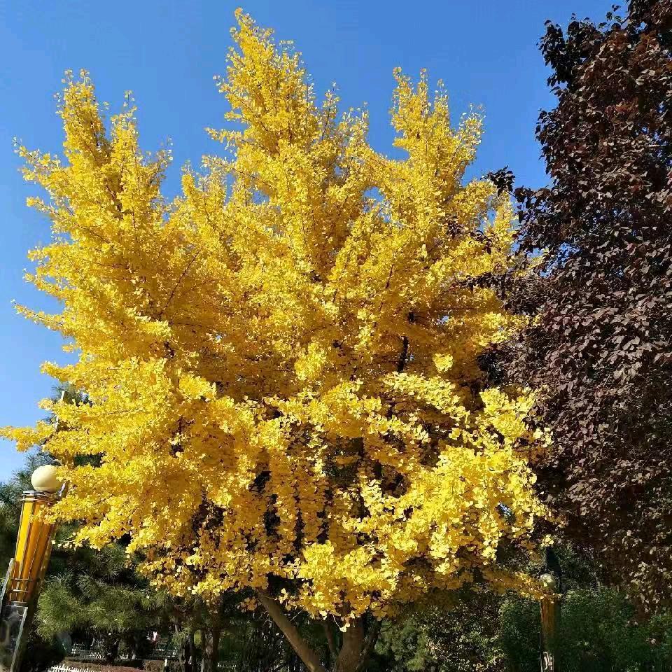 双子星的守护星