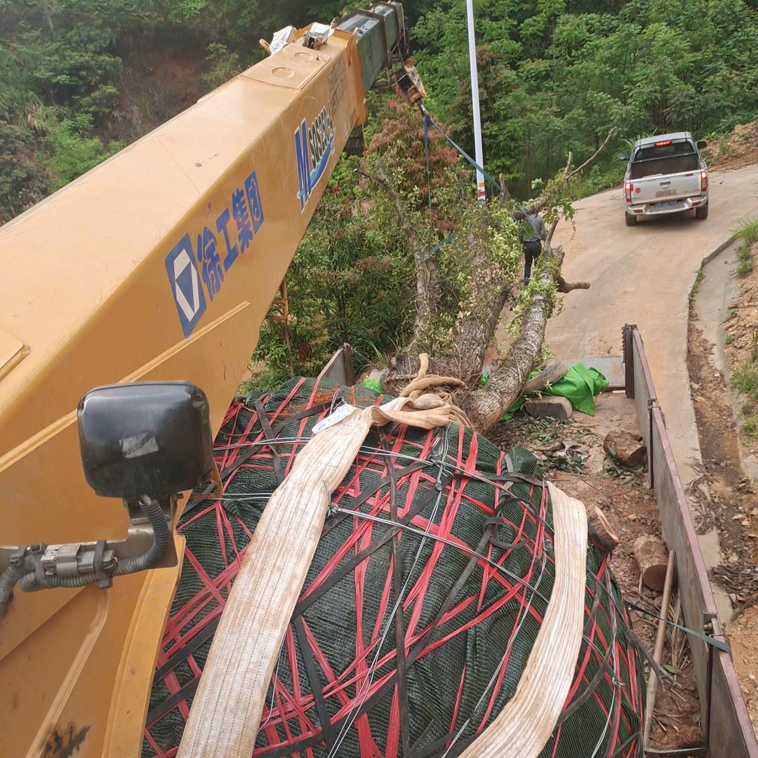 跳跳虎
