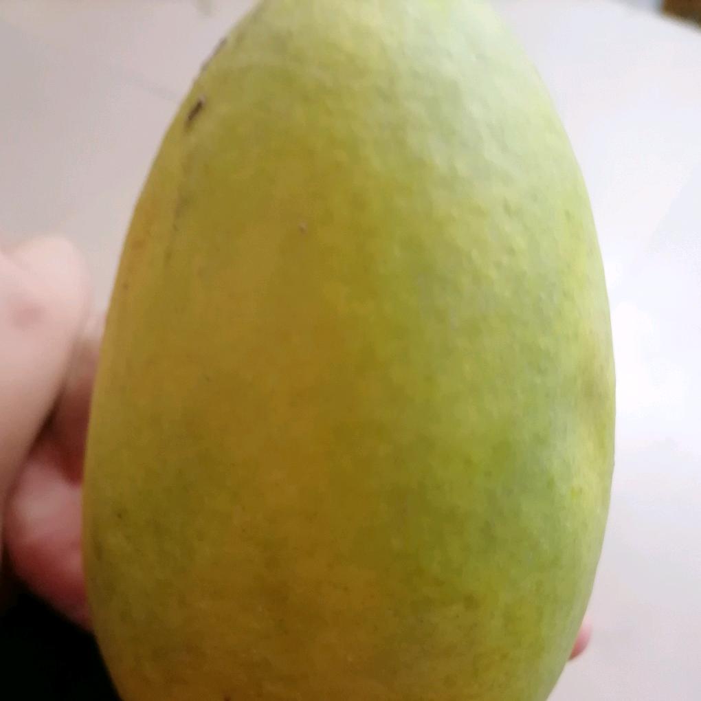 南方的燕子