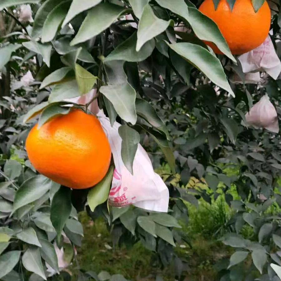 长期大量收购耙耙柑，爱媛，猕猴桃