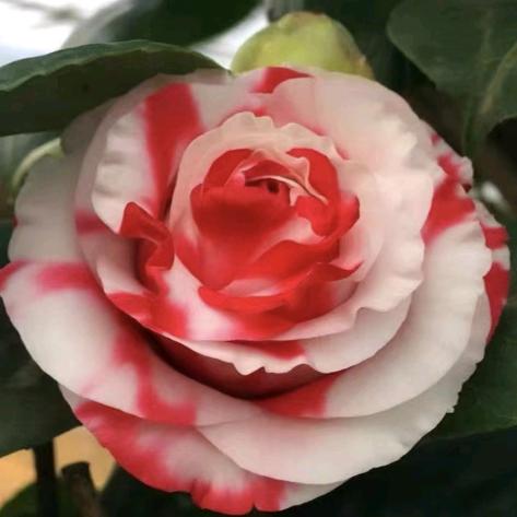 兰儿花木场
