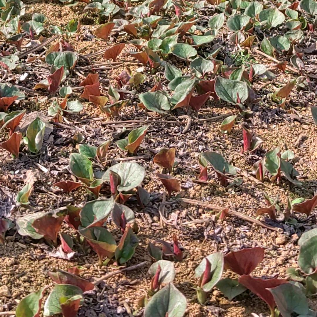 长顺县港徽农副食品经营部个体店