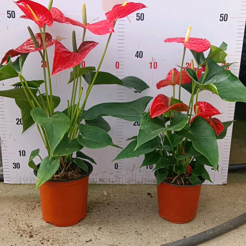 杭州派宠品牌管理有限公司企业店