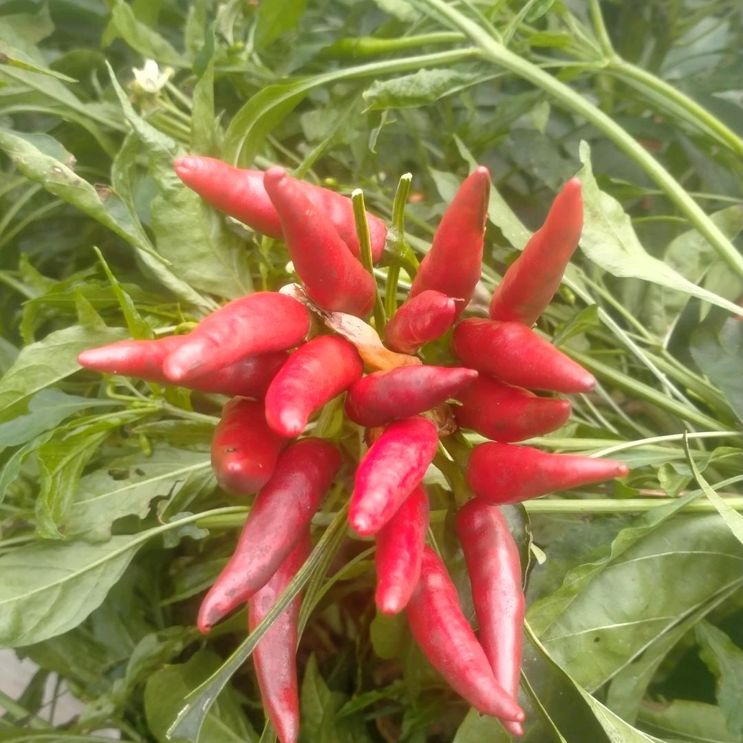 小辣椒