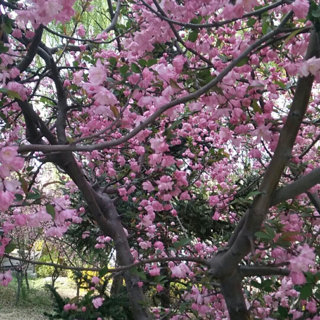 廉恭蜀老成都火锅步行街店～张霞