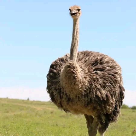 大冲乡专业鸵鸟养殖