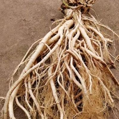 中药材种植梅子