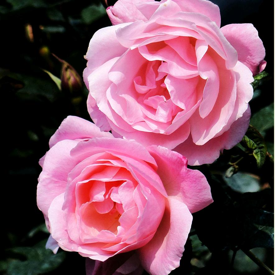 相遇是缘分🌸橱窗好物↓
