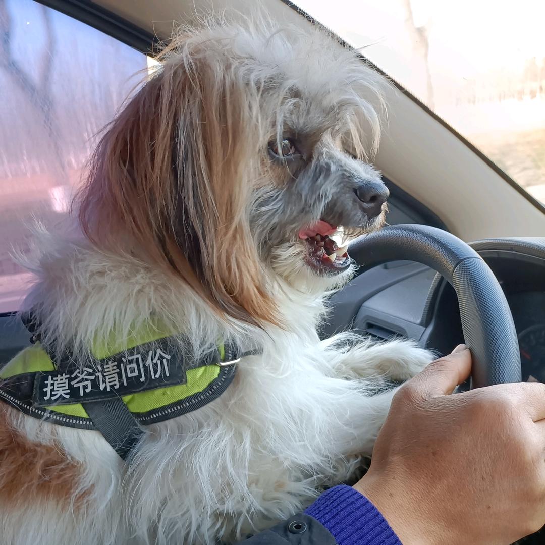 淘淘🐶小帮手等你回家【橱窗有好物】