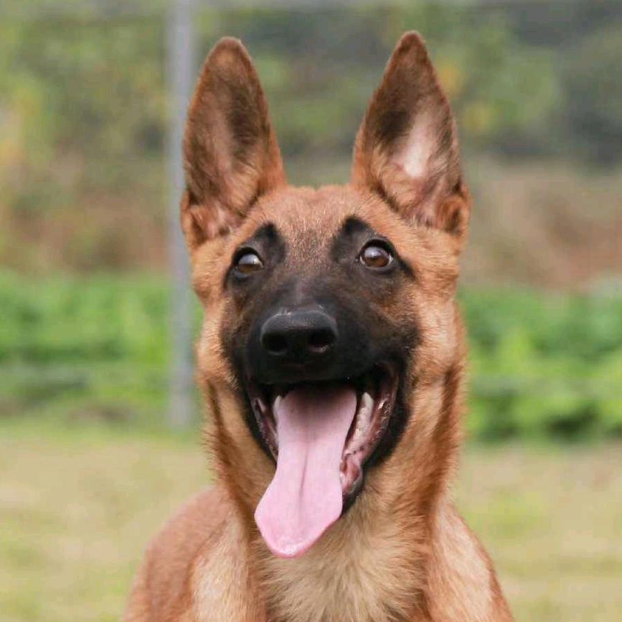 重庆七彩搜救训犬基地