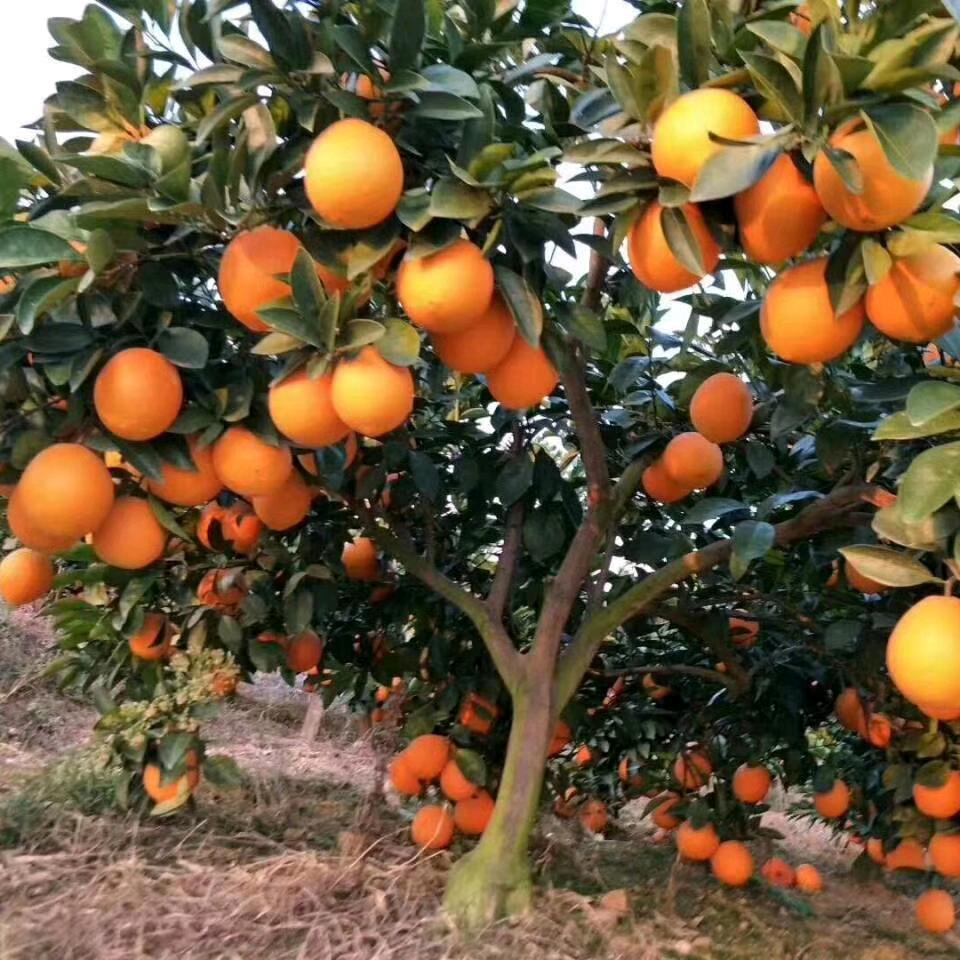 老表赣南脐橙