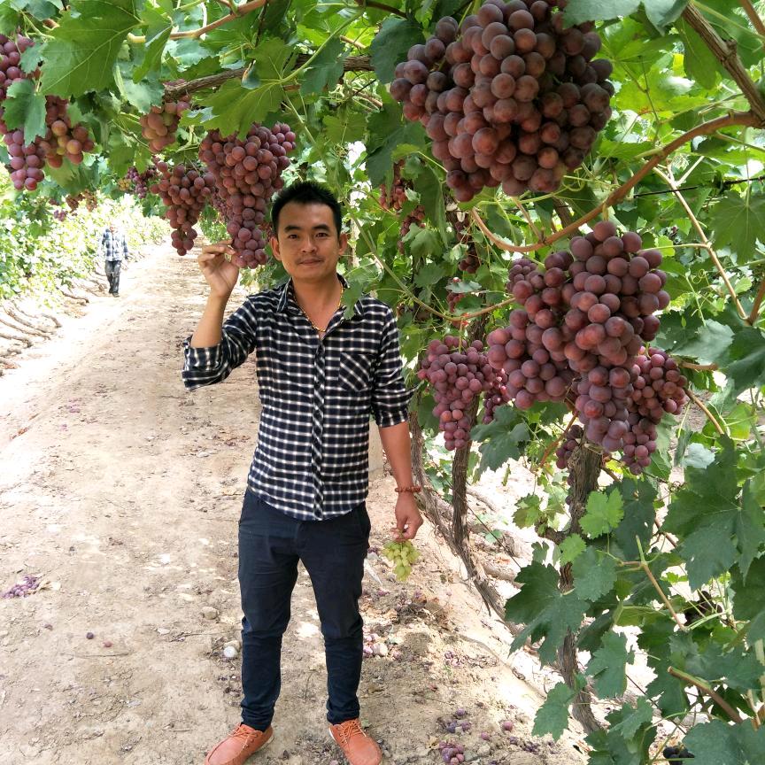 明昌易躲，暗箭难防