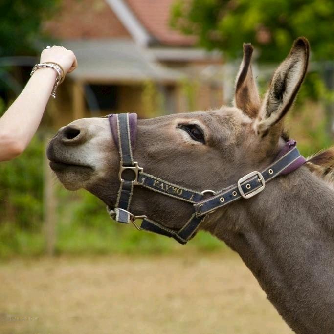 岳普湖 (托尔巴格)