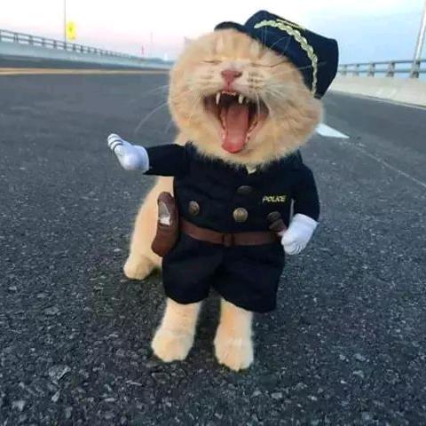 刺猬/.