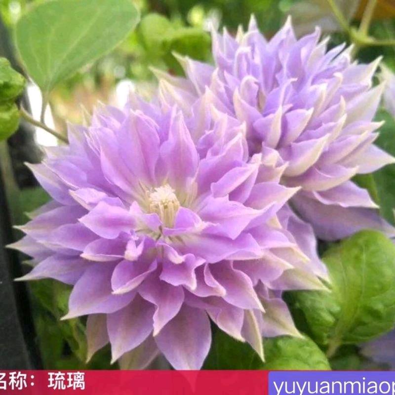 小周的花园