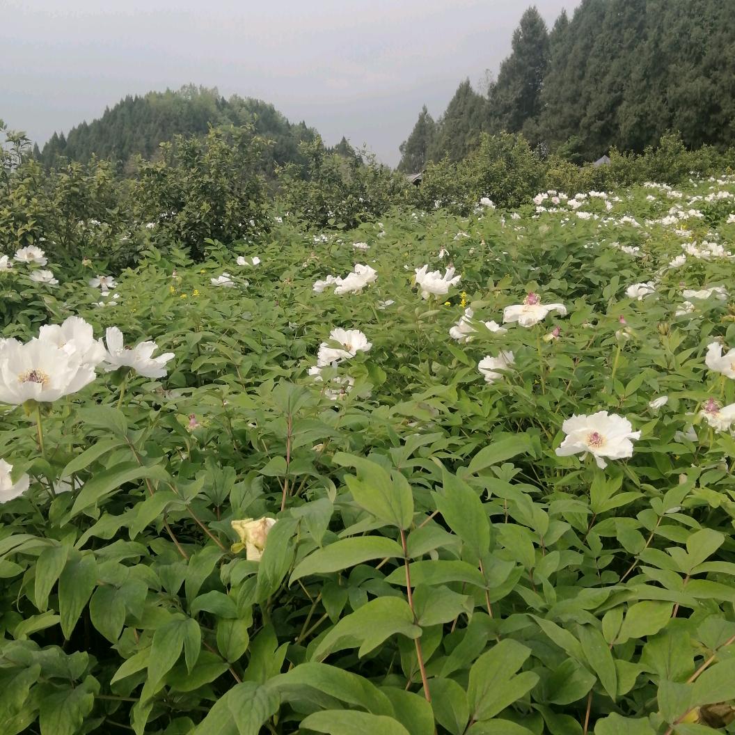 💍🌹遗憾的过客✨🌾