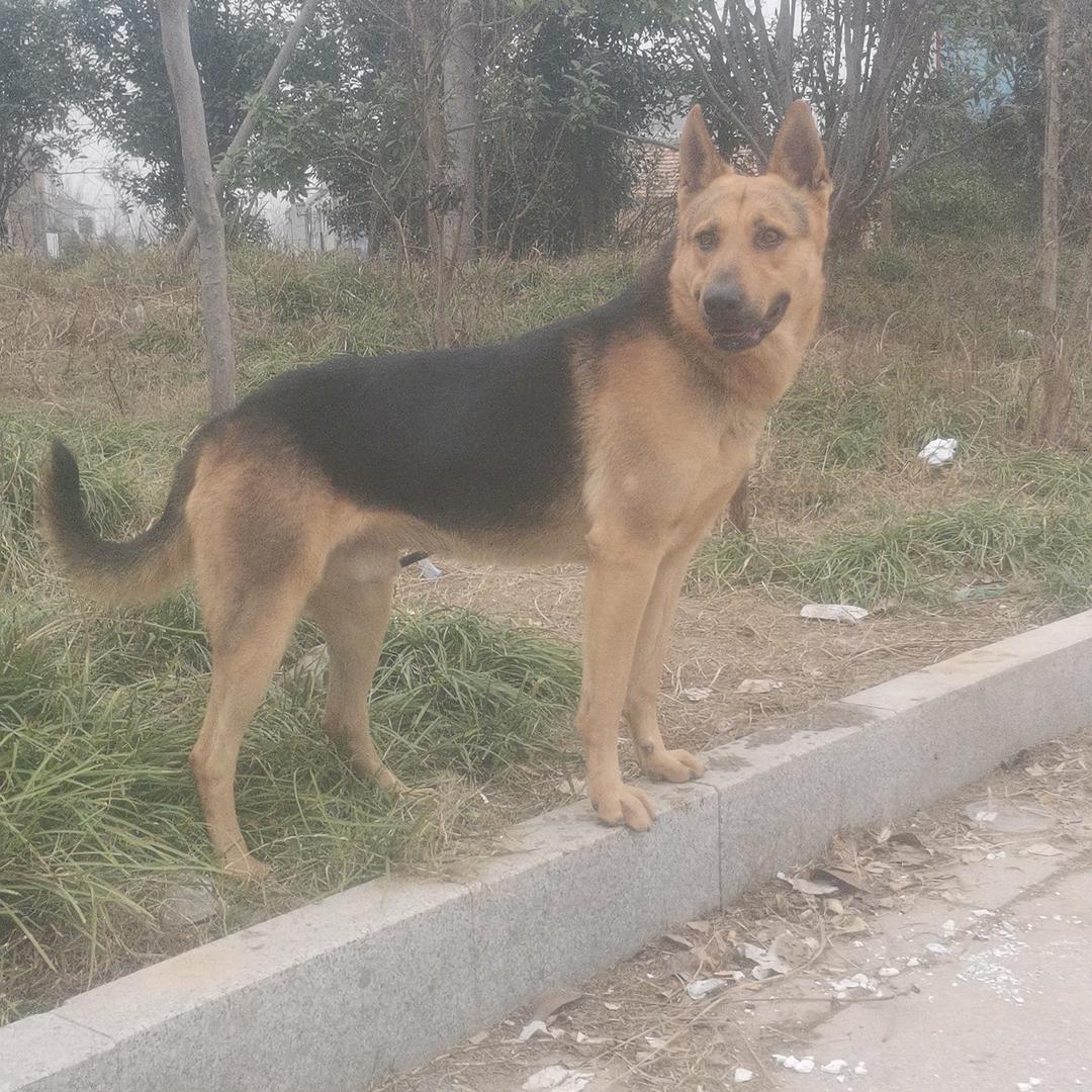 商丘大叔昆明犬五黑犬