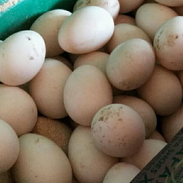 彬俊种养殖基地