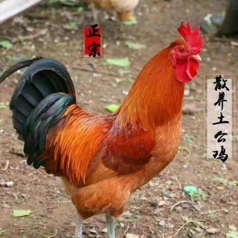 沙岭子村西炖鸡