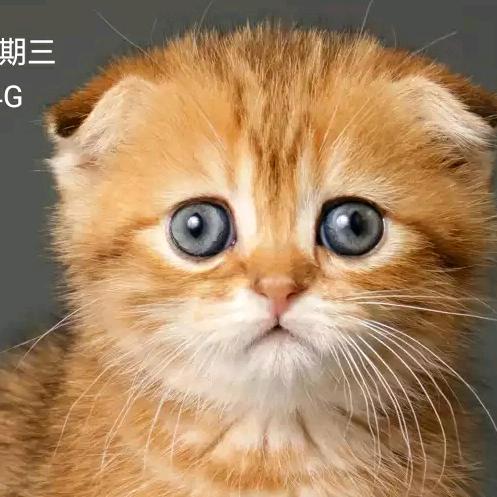 张晴