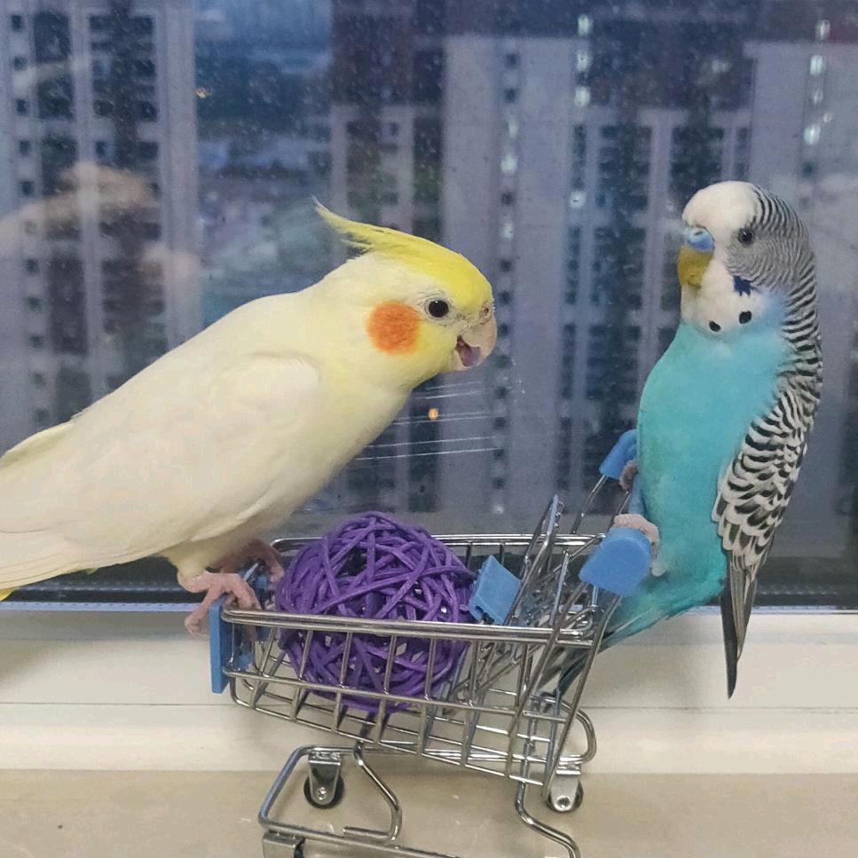 叮叮鹦鹉
