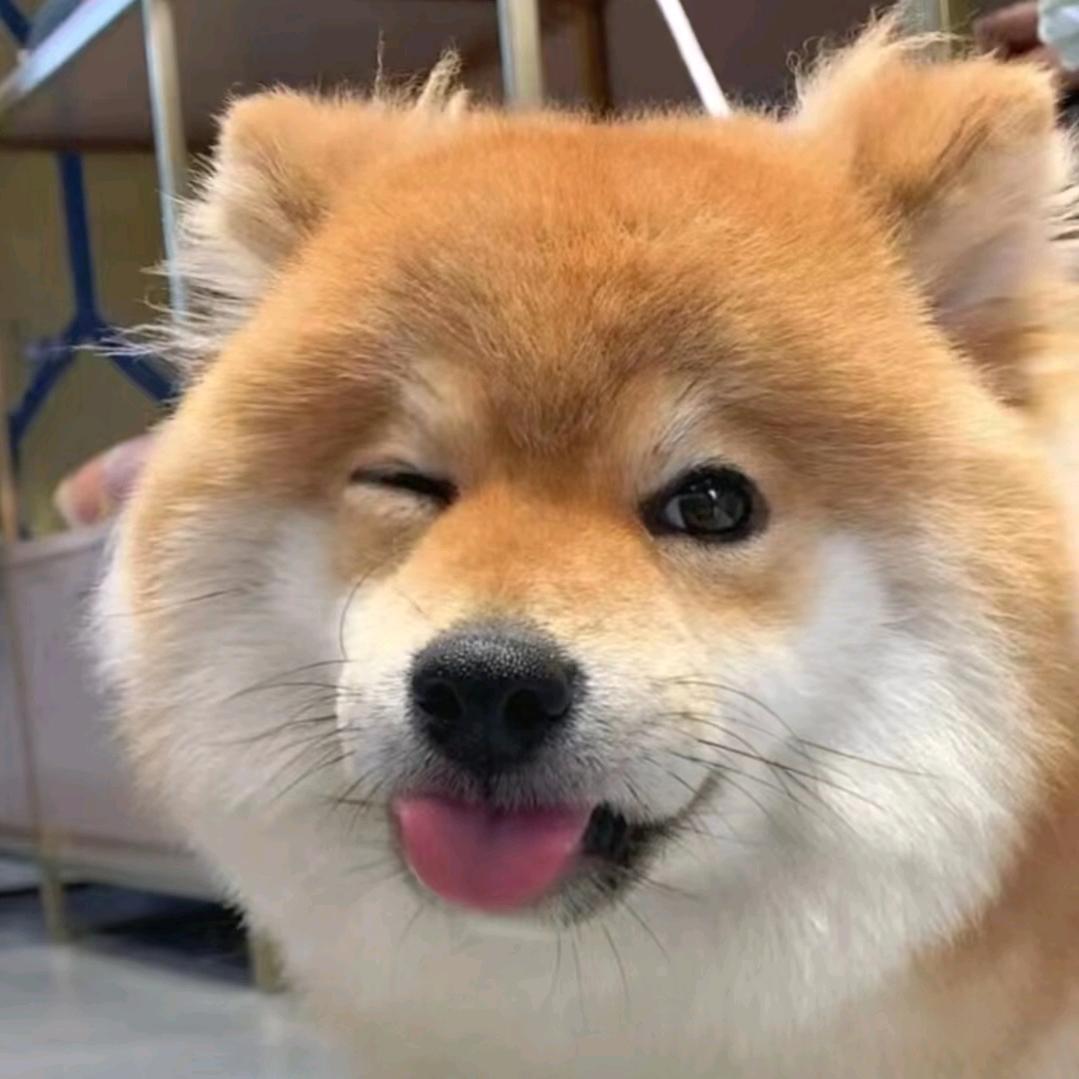 林宝好运来