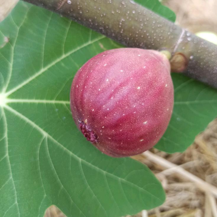 香果领鲜农场