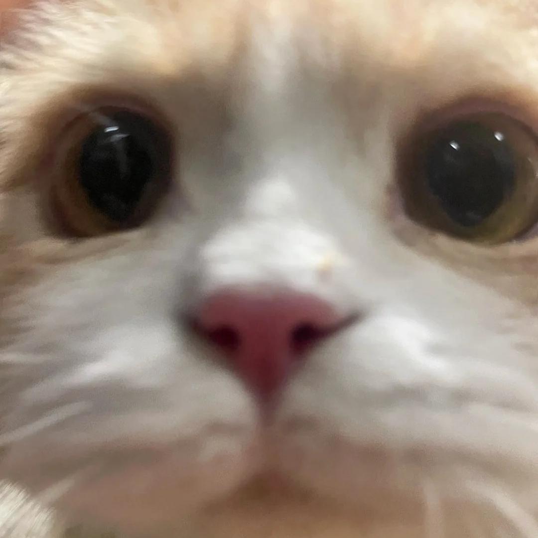 薯条薯条薯条