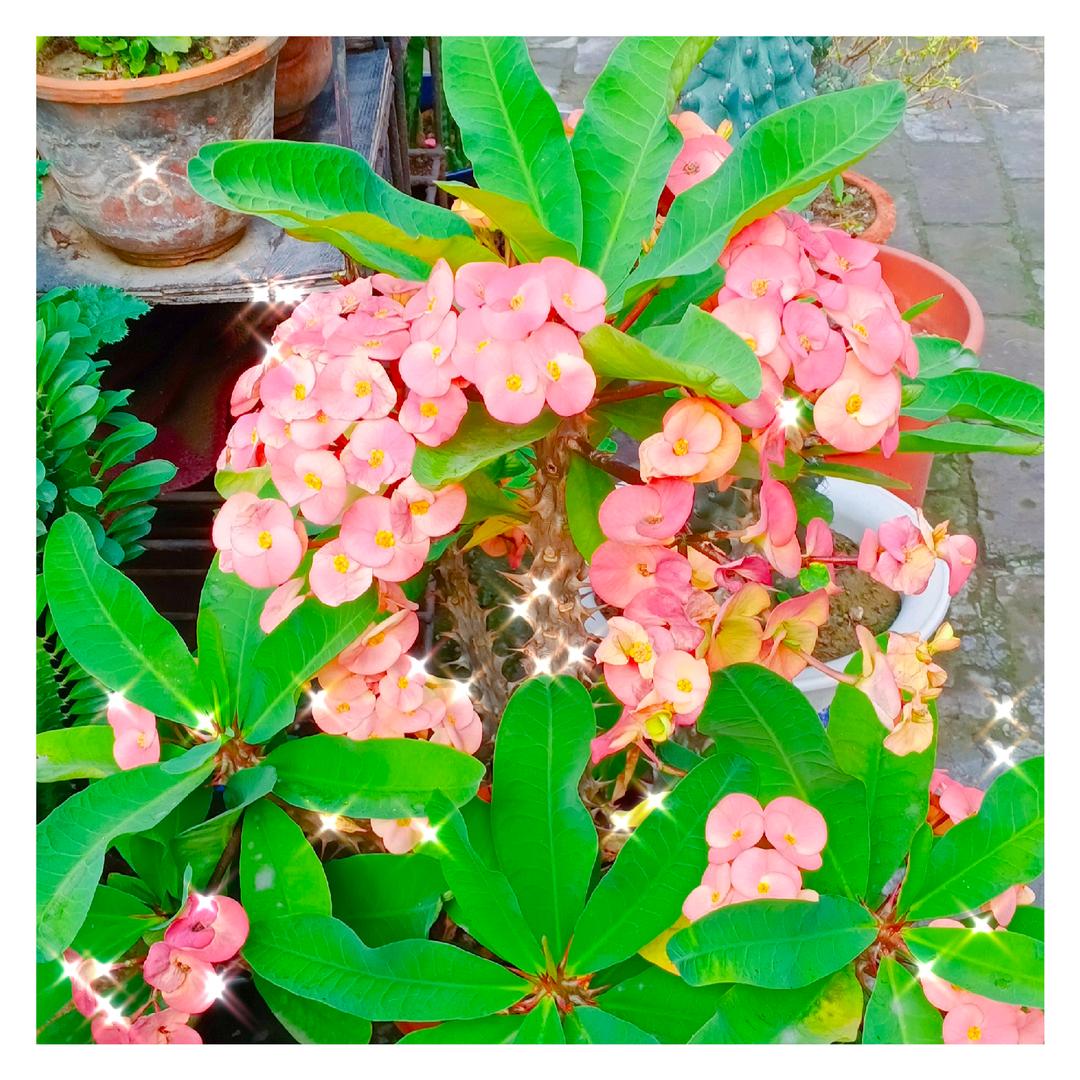 每天开心