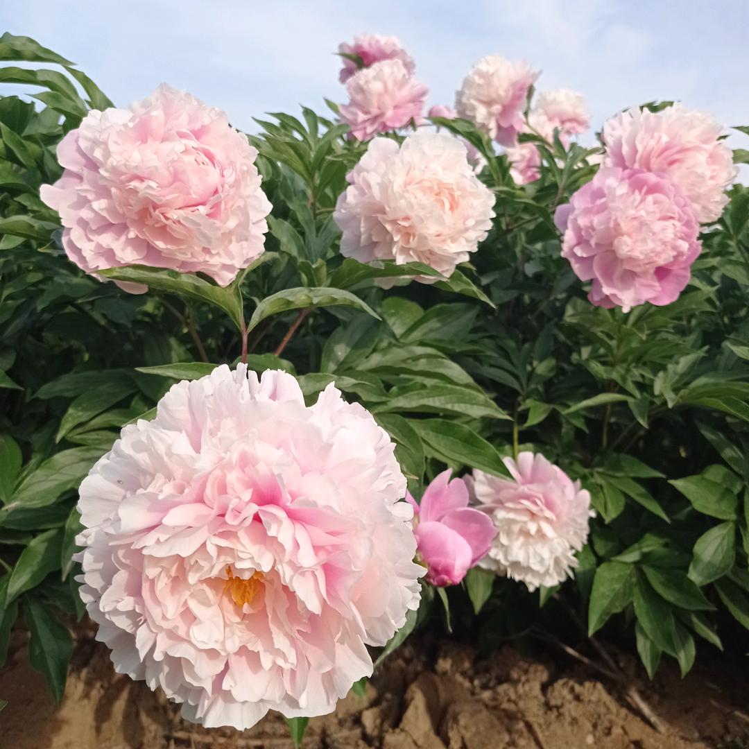 菏泽林新牡丹芍药