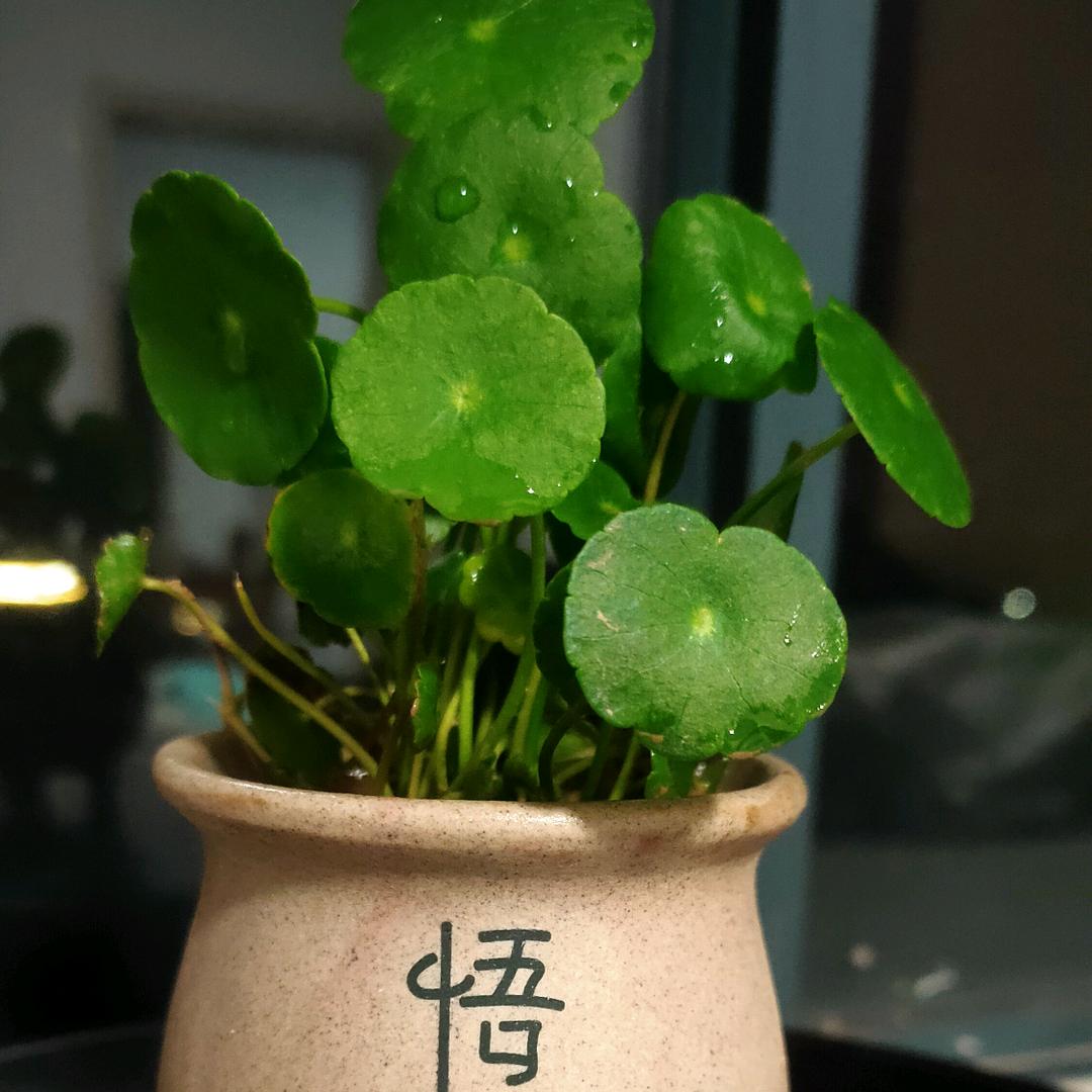 一草一世界（简姐花卉）