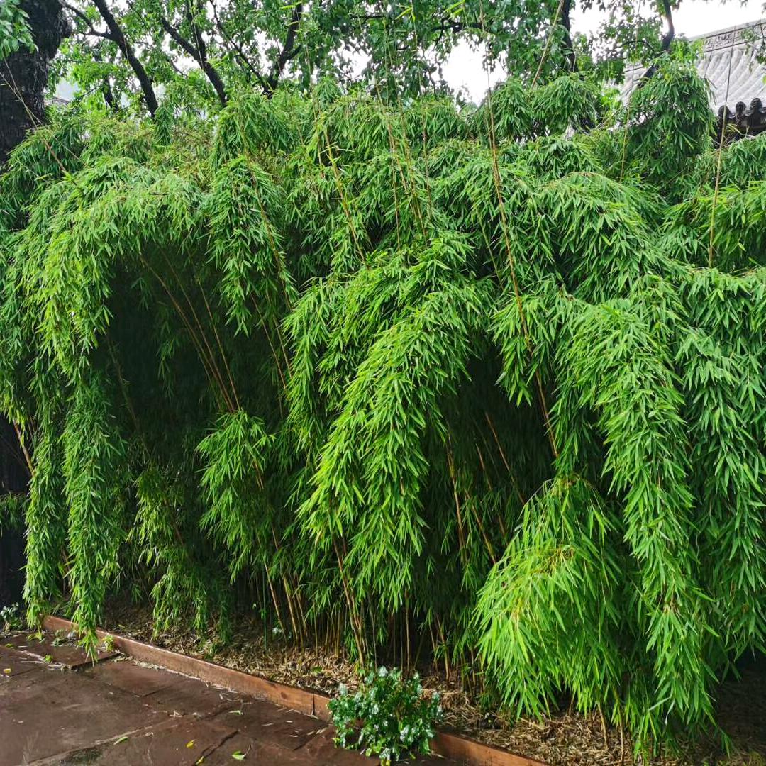 🍎大麦小豌豆aT