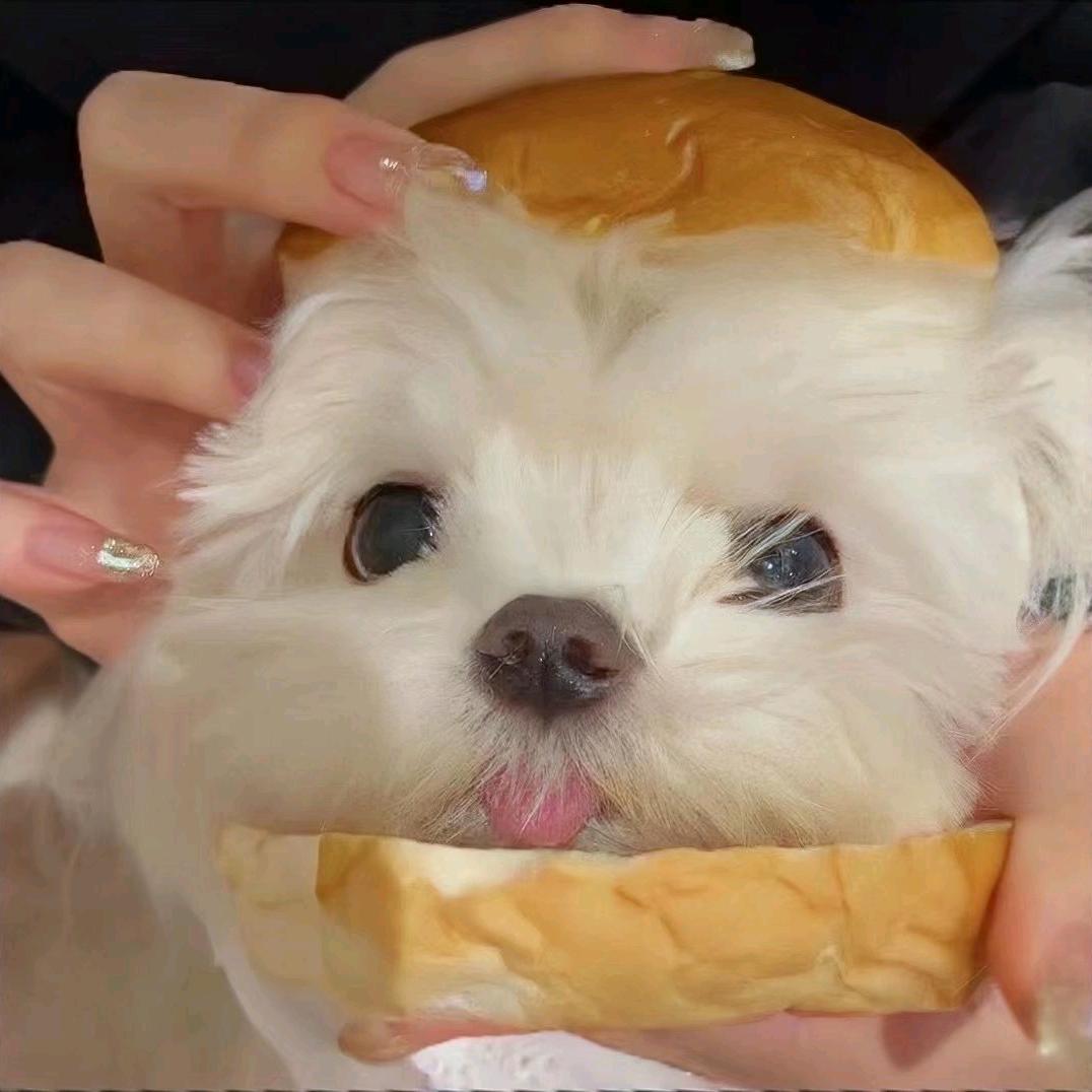 面包小狗🍞キ