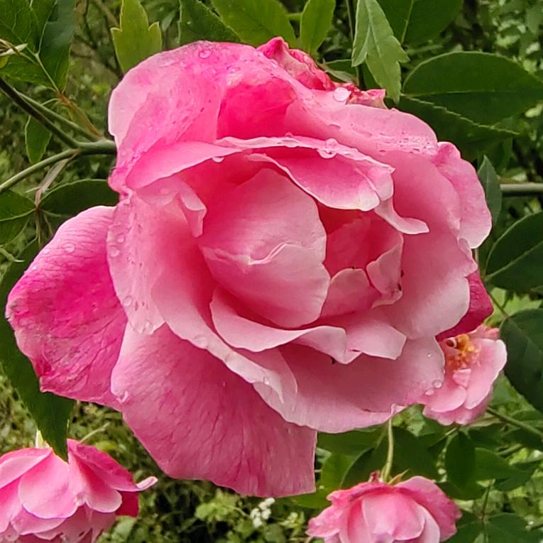 🌺雪🌺白🌺梨🌺花🌺