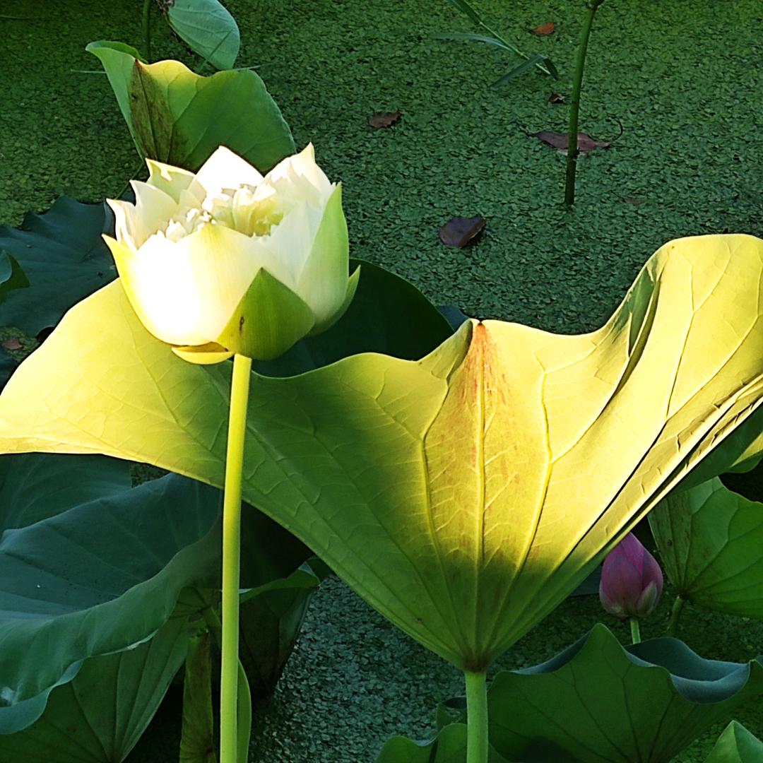 一缕阳光