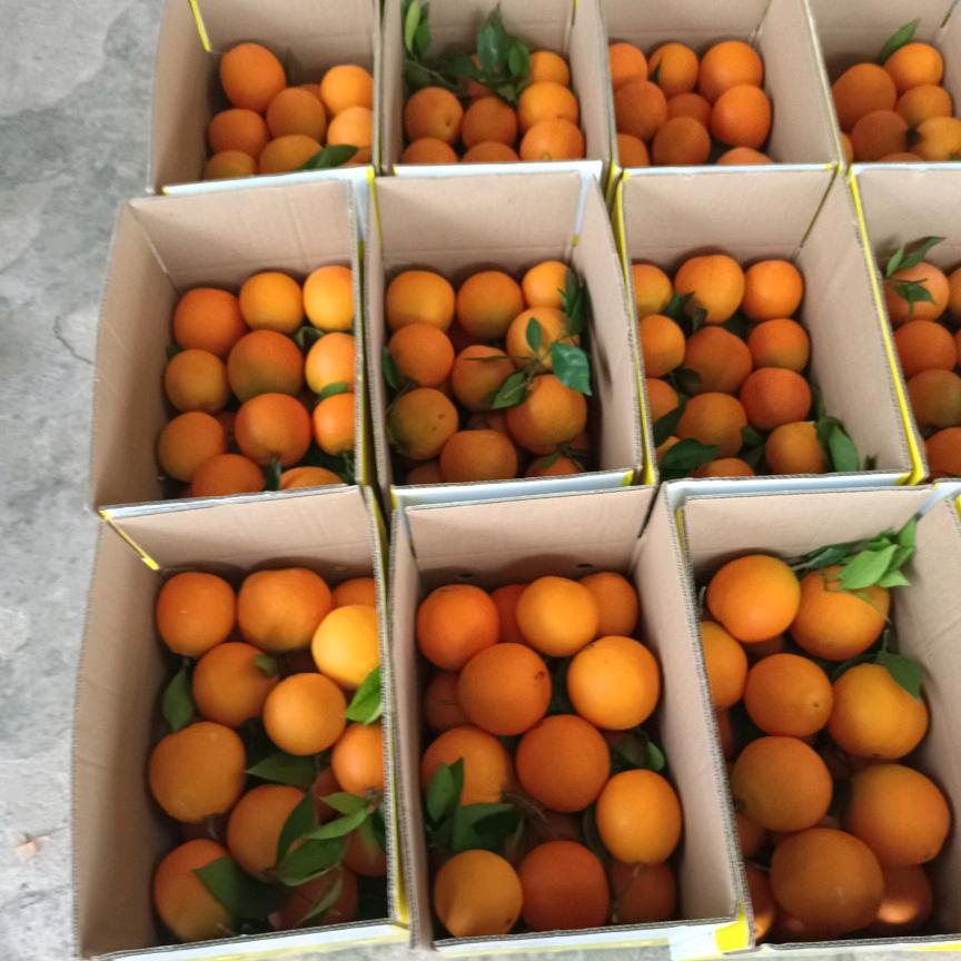 小匡奉节脐橙颖怡