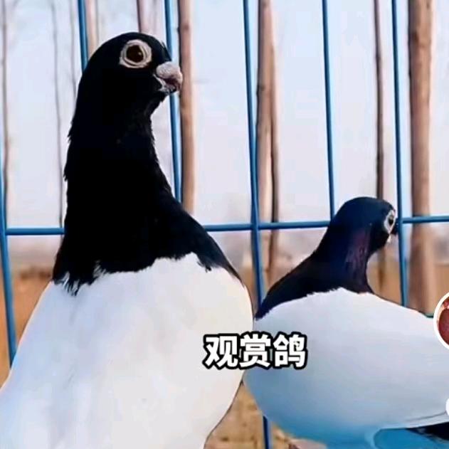 皓瀚观赏鸽珍禽