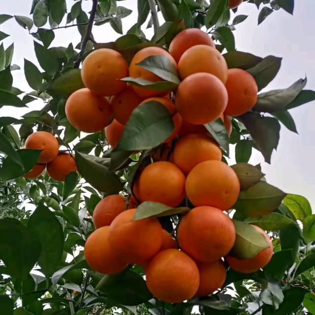 用户3214652690481海燕血脐